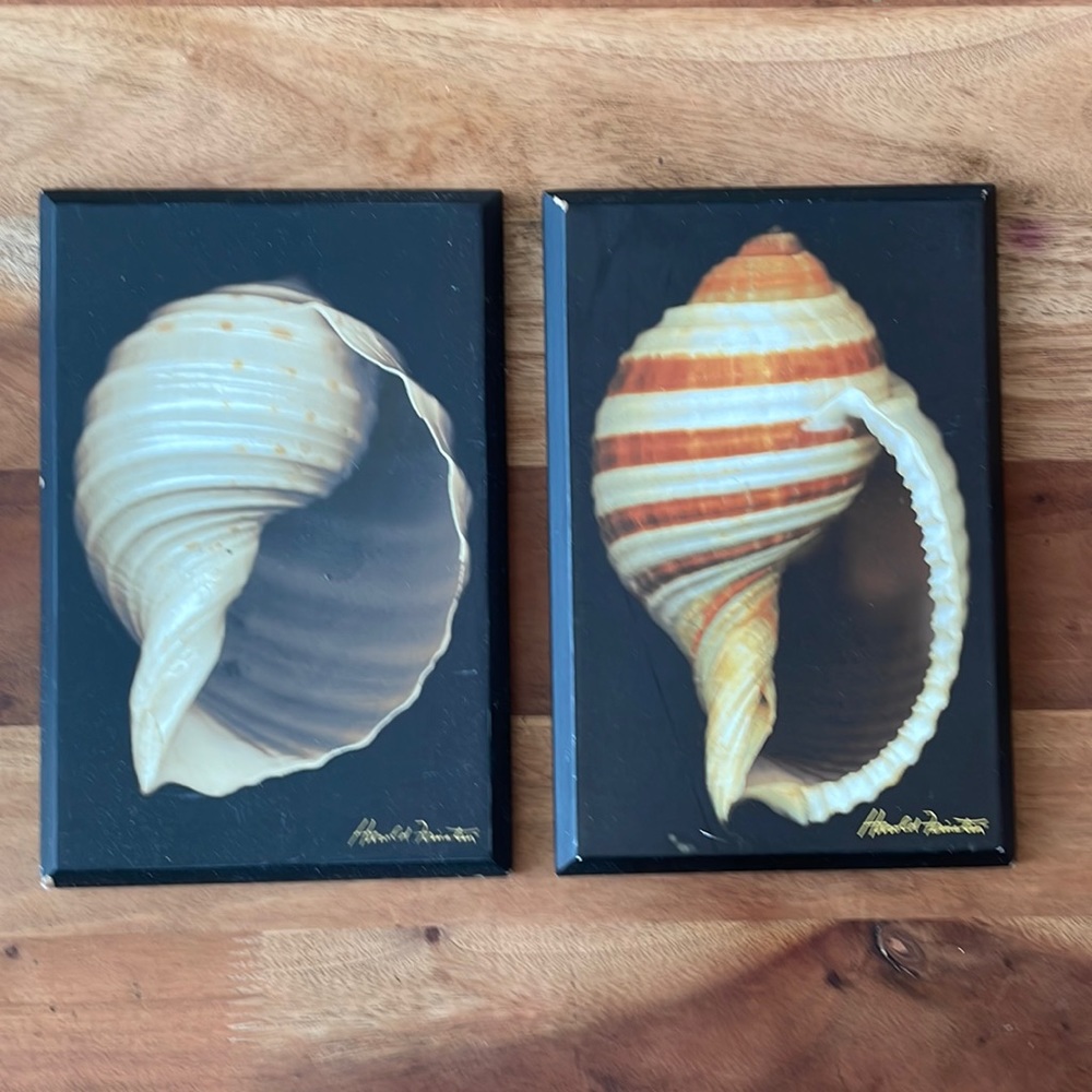 Decretive sea shell wall art